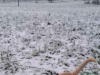 Labrador cani Cane medio - Annuncio 1