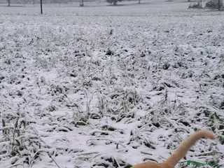 Labrador cani Cane medio - Annuncio 2