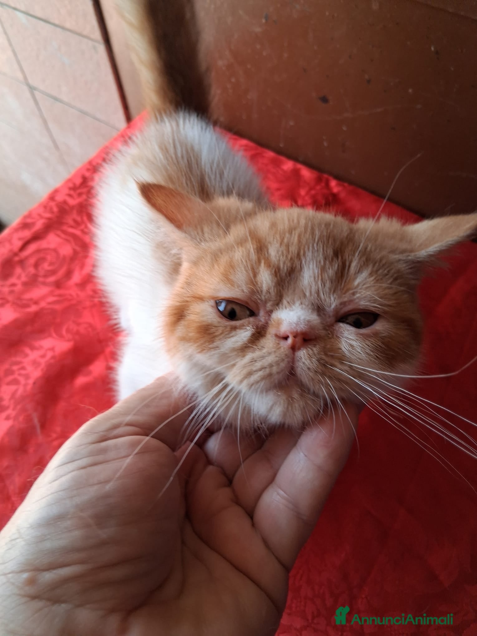 Exotic Shorthair gatti Exotic Shorthair - Annuncio 1