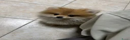 Volpino Pomerania cani in vendita: Pomerania - Annuncio 8