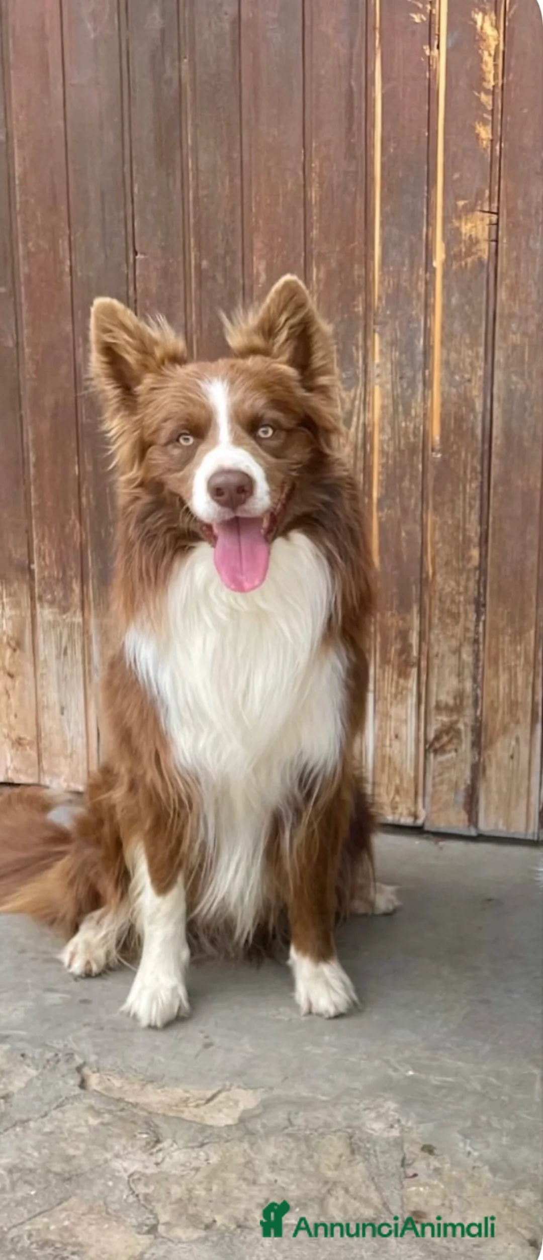 Border Collie cani in vendita: Cuccioli border collie  - Annuncio 5