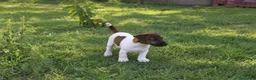 Jack Russell cani in vendita: Jack Russell Cucciolo - Annuncio 2