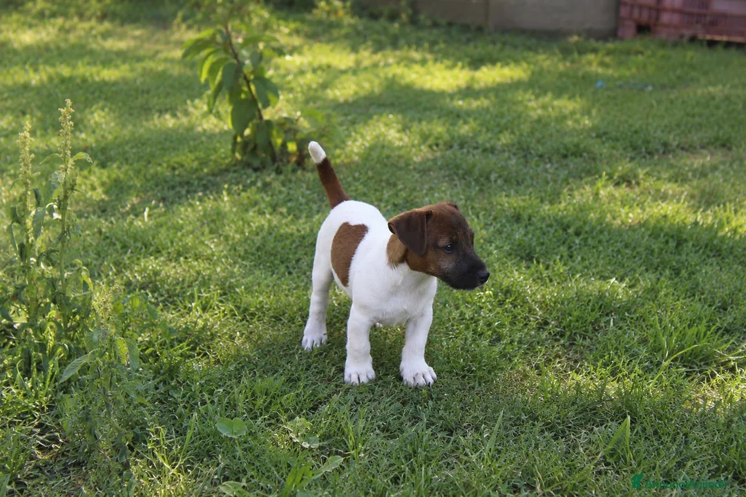 Jack Russell cani in vendita: Jack Russell Cucciolo - Annuncio 2