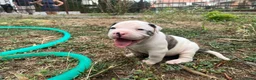 Bulldog cani in vendita: American Bulldog - Annuncio 7