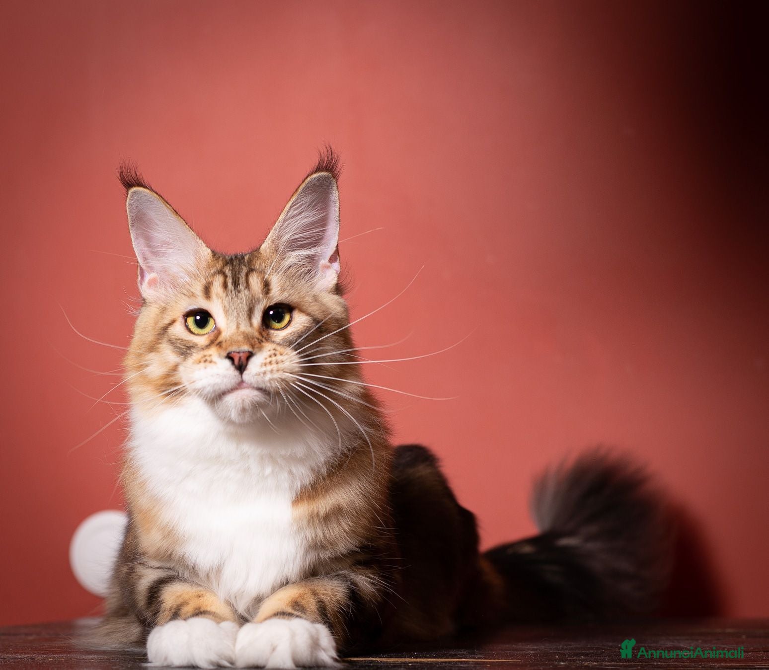 Maine Coon gatti Mainemarie Barbera - Annuncio 1