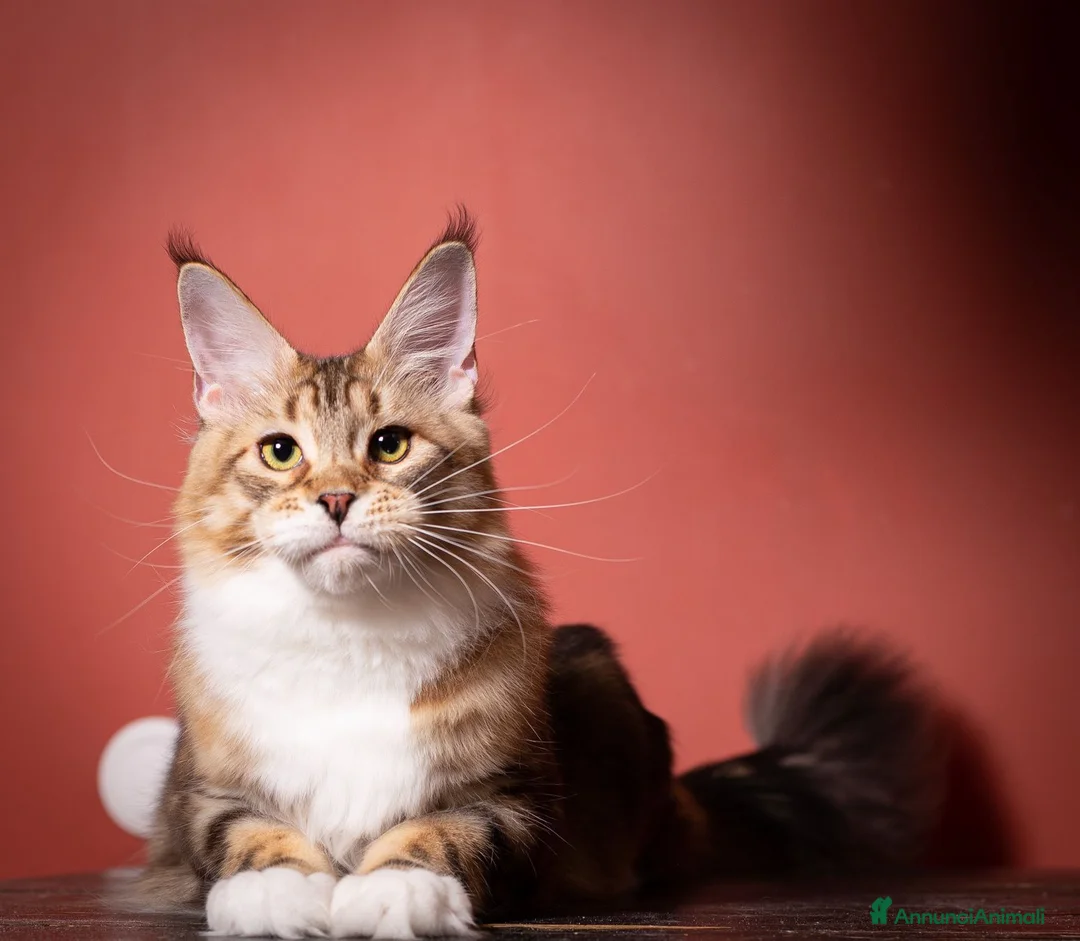 Maine Coon gatti in vendita: Mainemarie Barbera - Annuncio 1