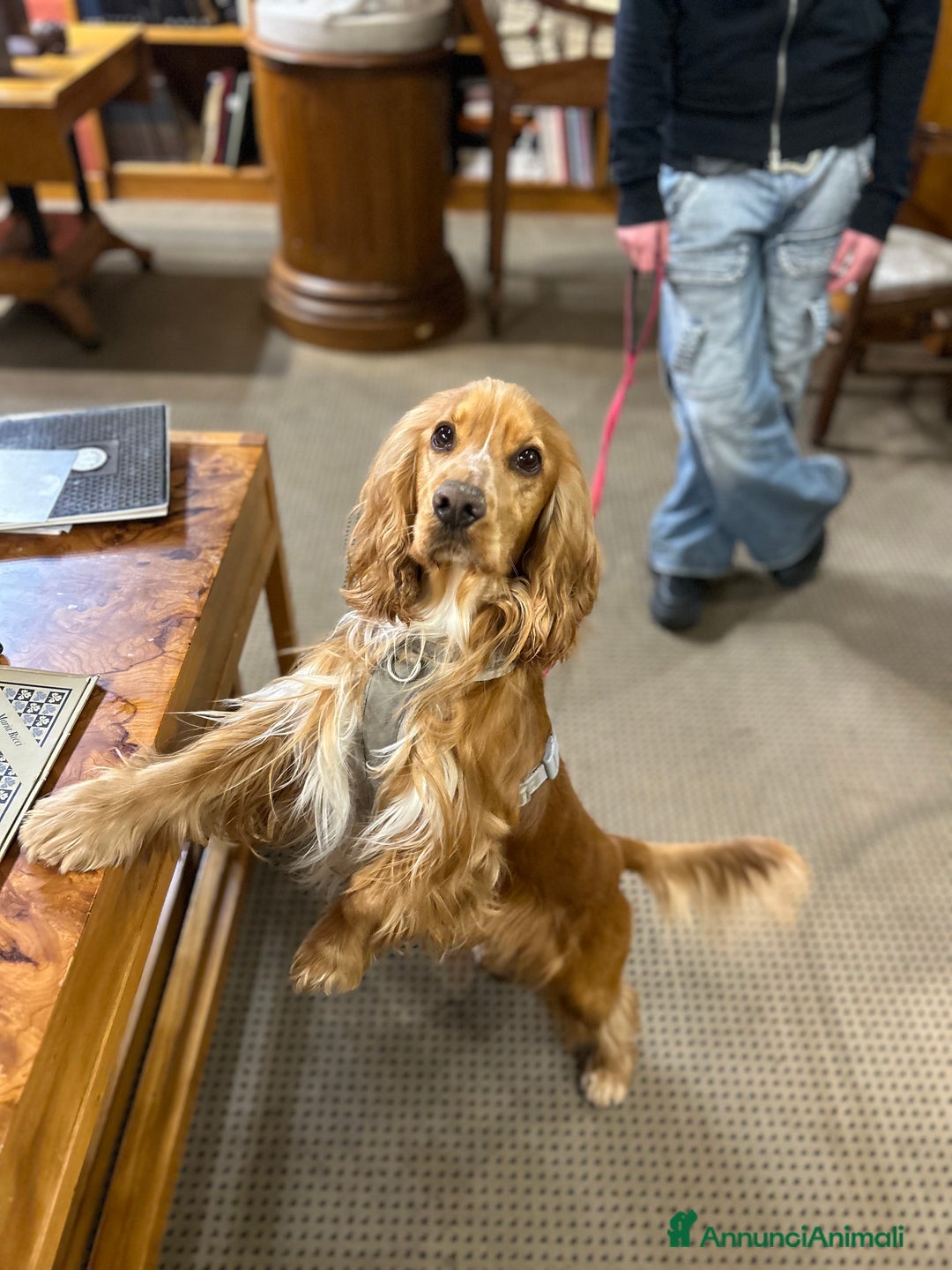 Cocker cani per accoppiamento: Cocker maschio per monta - Annuncio 5