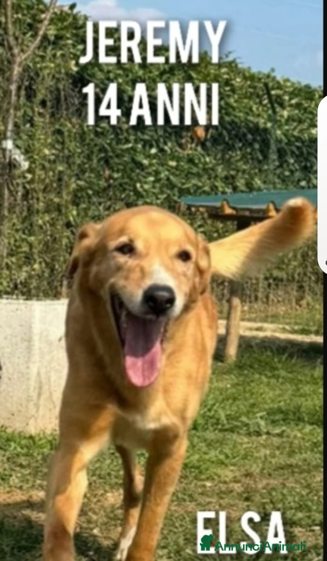 Meticcio cani in regalo: Jeremy 14anni STALLO FINITO SCESO IN PUGLIA!! - Annuncio 3