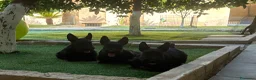 Scottish Terrier cani in vendita: Scottish terrier puppy - Annuncio 2