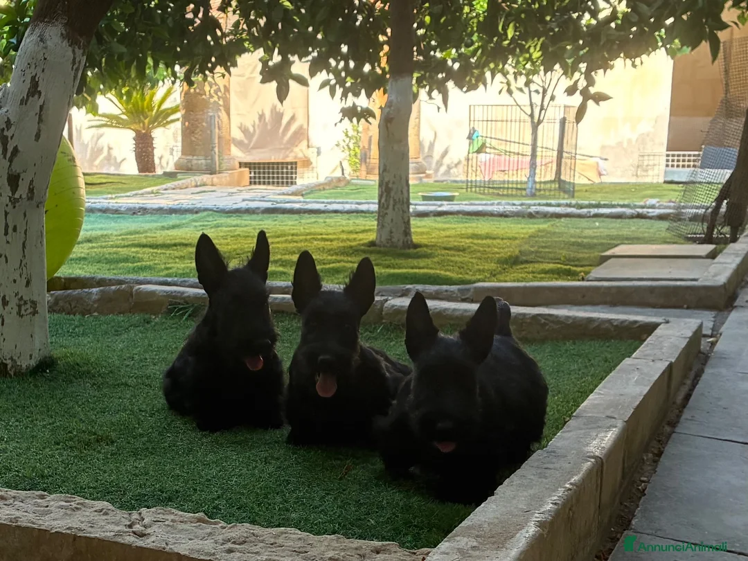Scottish Terrier cani in vendita: Scottish terrier puppy - Annuncio 2