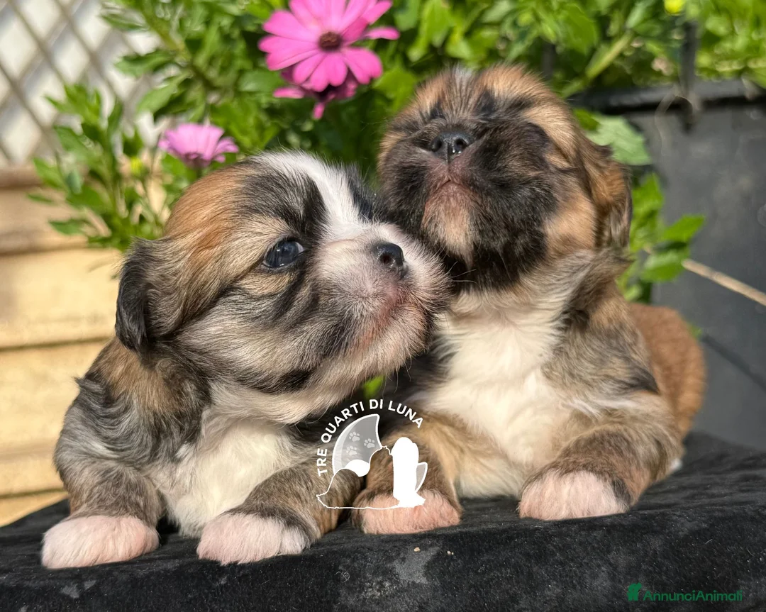 Maltipoo cani in vendita: Maltipoo Barboncino Lhasa Apso Tre Quarti di Luna - Annuncio 1