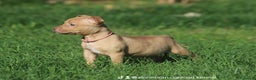 Pitbull cani in vendita: Cuccioli Pit Bull con Pedigree anche a rate - Annuncio 20