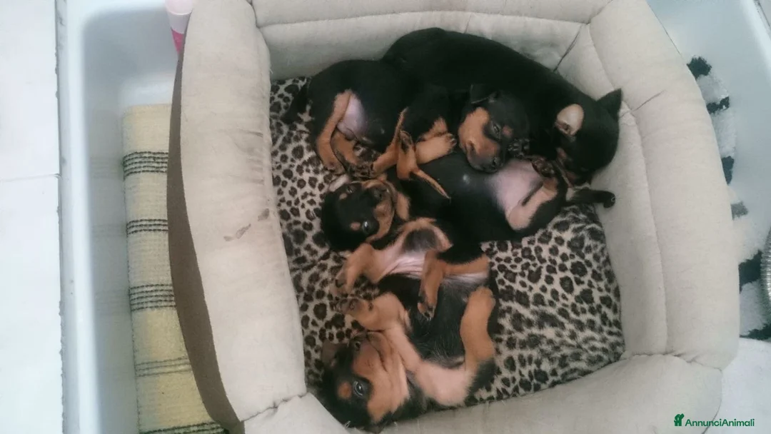 Pinscher Miniatura cani in vendita: Pinscher mini con pedigree ENCI  - Annuncio 2