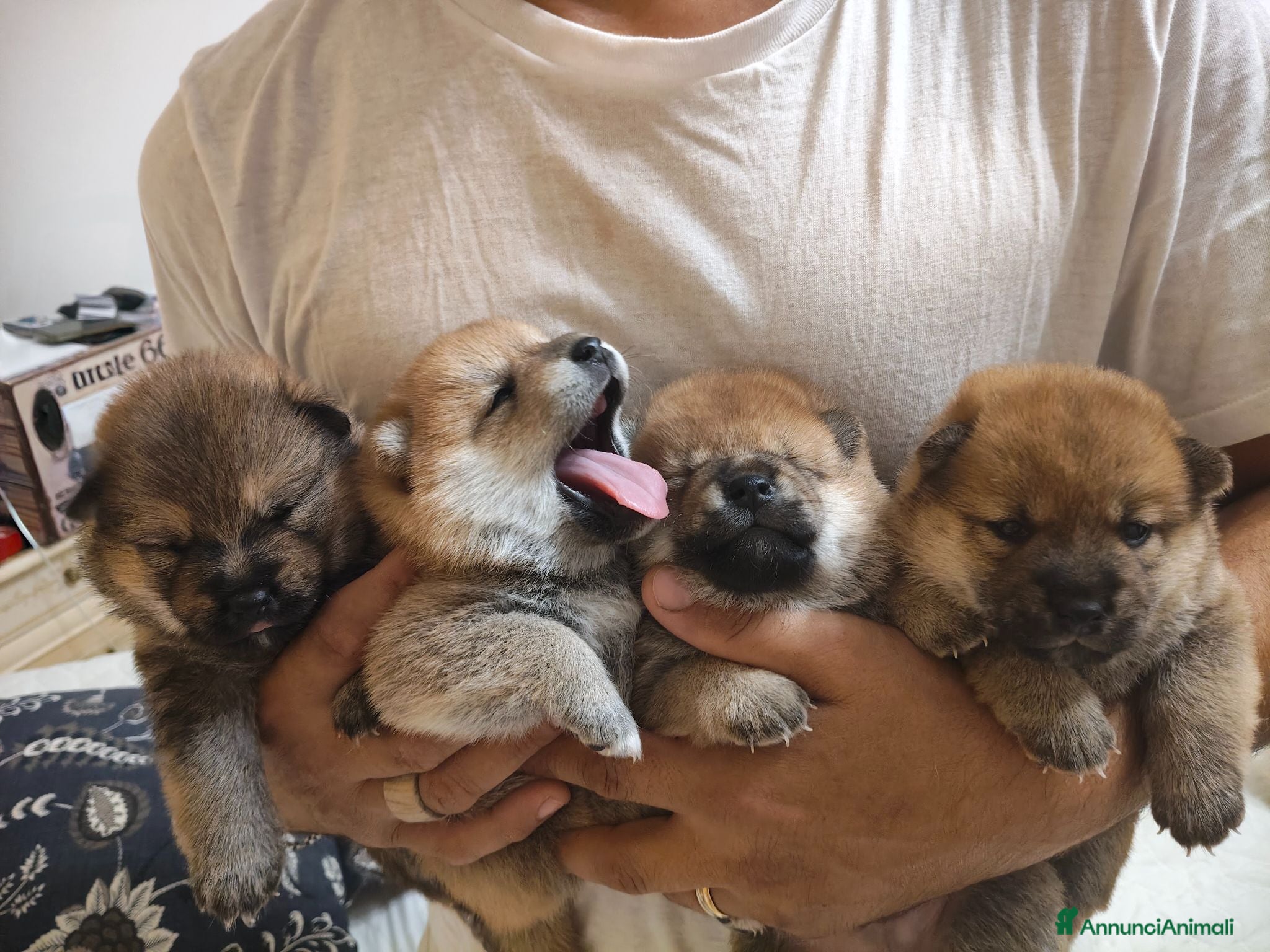 Shiba Inu cani Cuccioli di Shiba Inu  - Annuncio 1