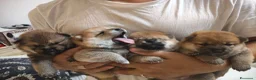 Shiba Inu cani in vendita: Cuccioli di Shiba Inu  - Annuncio 1