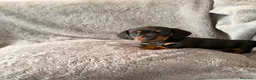 Bassotto cani in vendita: Bassoti Nani - Annuncio 3