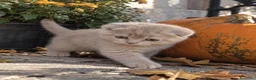 Scottish gatti in vendita: Scottish fold - Annuncio 6