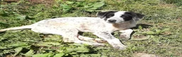 Meticcio cani in regalo: ZENO MIX SETTERINO  a Provincia di Varese - Annuncio 7