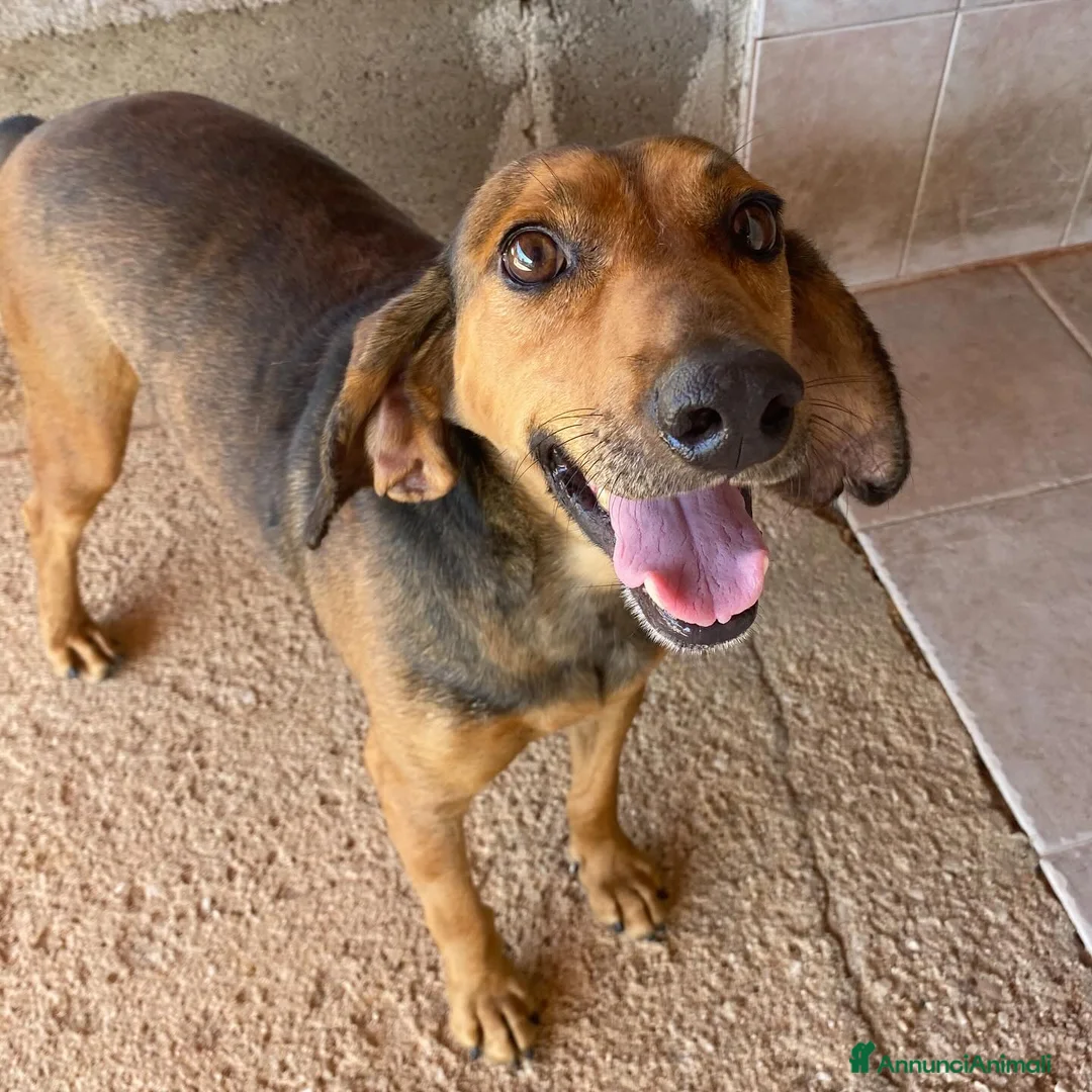 Segugio cani in regalo: Puck segugetto 5 anni cerca casa - adozione - Annuncio 2