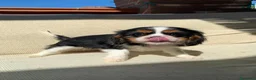 Cavalier King cani in vendita: Cuccioli di Cavalier King Charles Spaniel - Annuncio 17