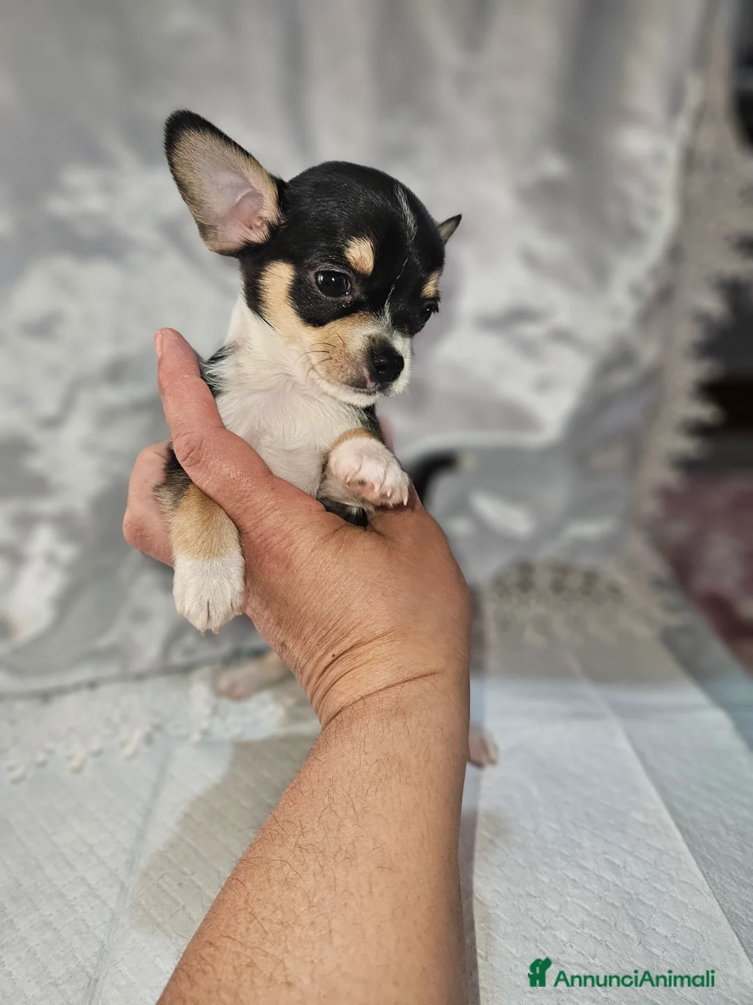 Chihuahua cani in vendita: Chihuahua toy mini - Annuncio 10