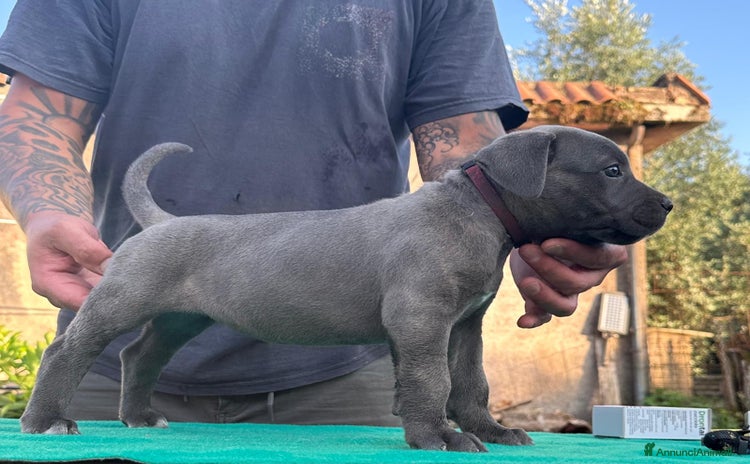 Cane Corso cani a Città metropolitana di Roma Capitale - Annuncio 5