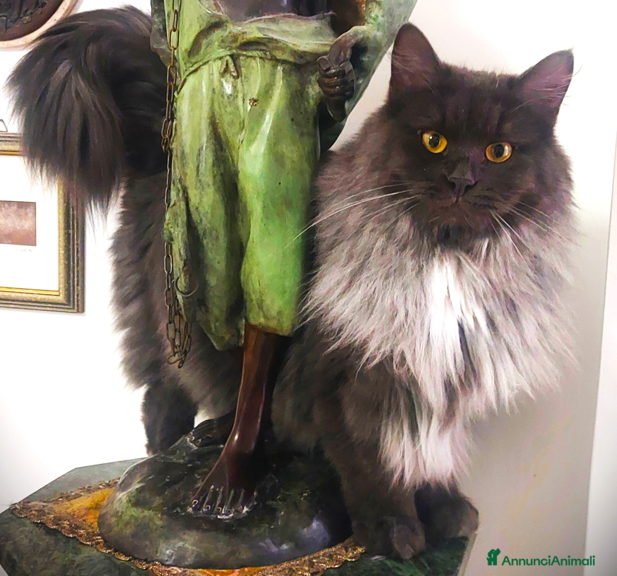 Siberiano gatti Sorelline siberiane, due anni cercano casa insieme - Annuncio 12