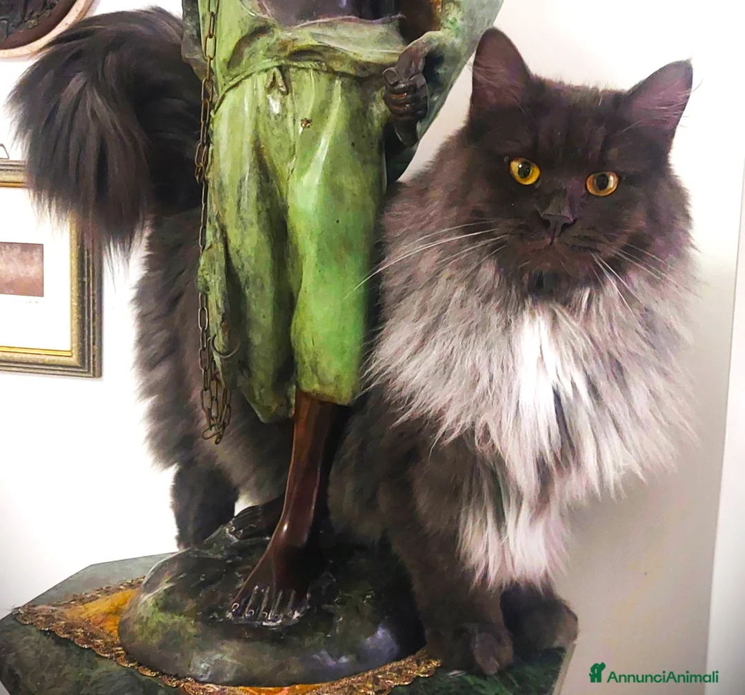 Siberiano gatti in vendita: Sorelline siberiane, due anni cercano casa insieme - Annuncio 1