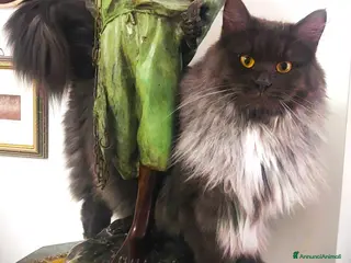 Siberiano gatti Sorelline siberiane, due anni cercano casa insieme - Annuncio 12