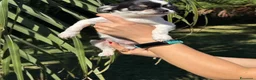 Chihuahua cani in vendita: Cuccioli chihuahua con Pedigree Enci - Annuncio 12