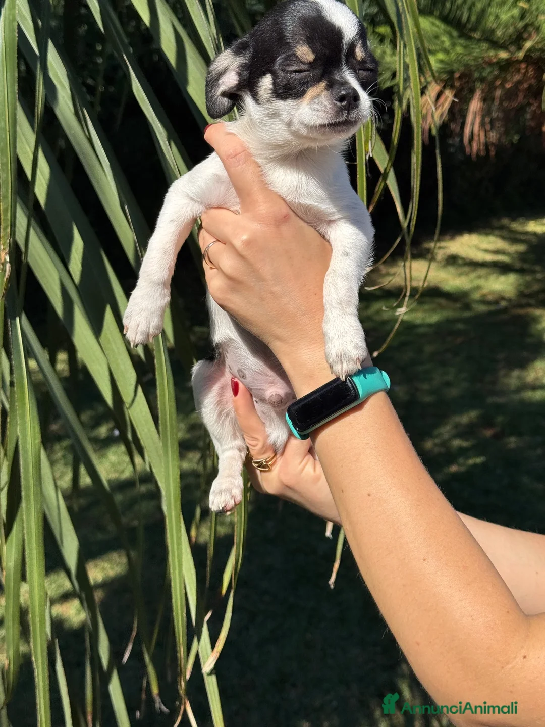 Chihuahua cani in vendita: Cuccioli chihuahua con Pedigree Enci - Annuncio 12