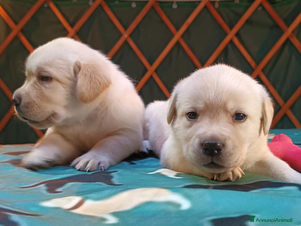 Labrador cani LABRADOR FEMMINUCCE GIALLE - Annuncio 1