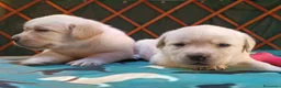 Labrador cani in vendita: LABRADOR FEMMINUCCE GIALLE - Annuncio 1