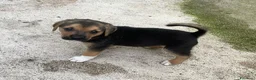 Meticcio cani in regalo: IL DOLCE TARZAN - Annuncio 5