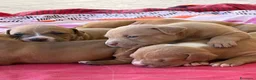 Pitbull cani in vendita: Vendesi cuccioli American Pitbull Terrier  a Città metropolitana di Palermo - Annuncio 10