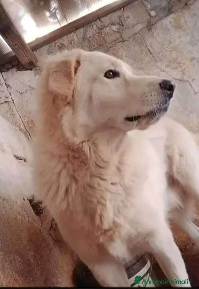 Pastore Maremmano cani Maremmano giovane vive in piccolo recinto.CALABRIA a Città metropolitana di Milano - Annuncio 2