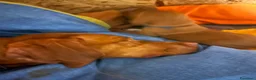 Bracco cani in vendita: Cuccioli di bracco ungherese (Viszla) disponibili - Annuncio 15
