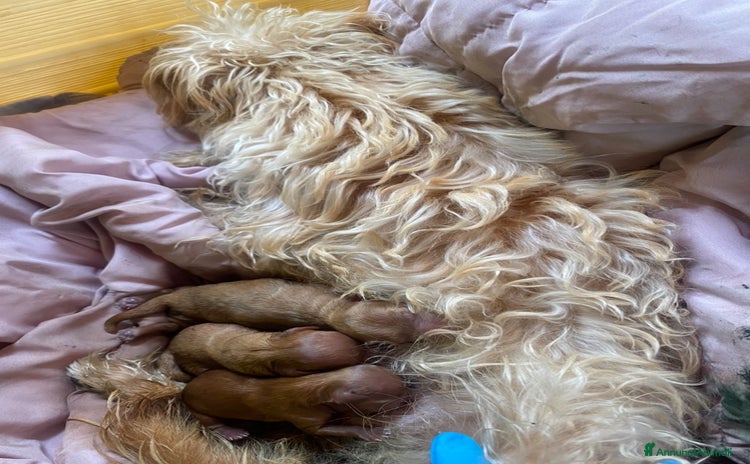 Barboncino Toy cani a Città Metropolitana di Napoli - Annuncio 12