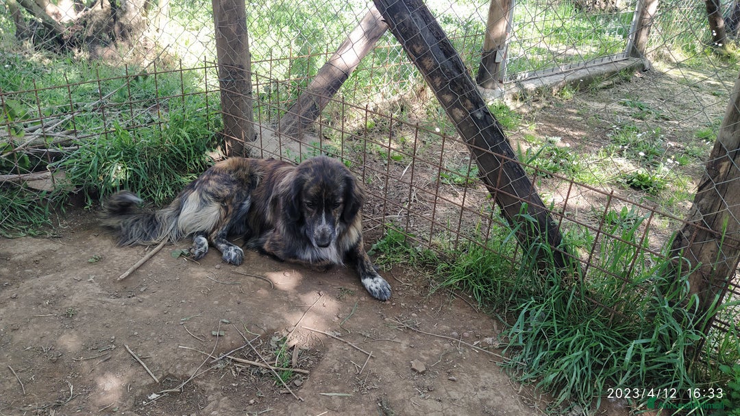 Meticcio cani in regalo: Bellissimo Jango a Provincia di Viterbo - Annuncio 3