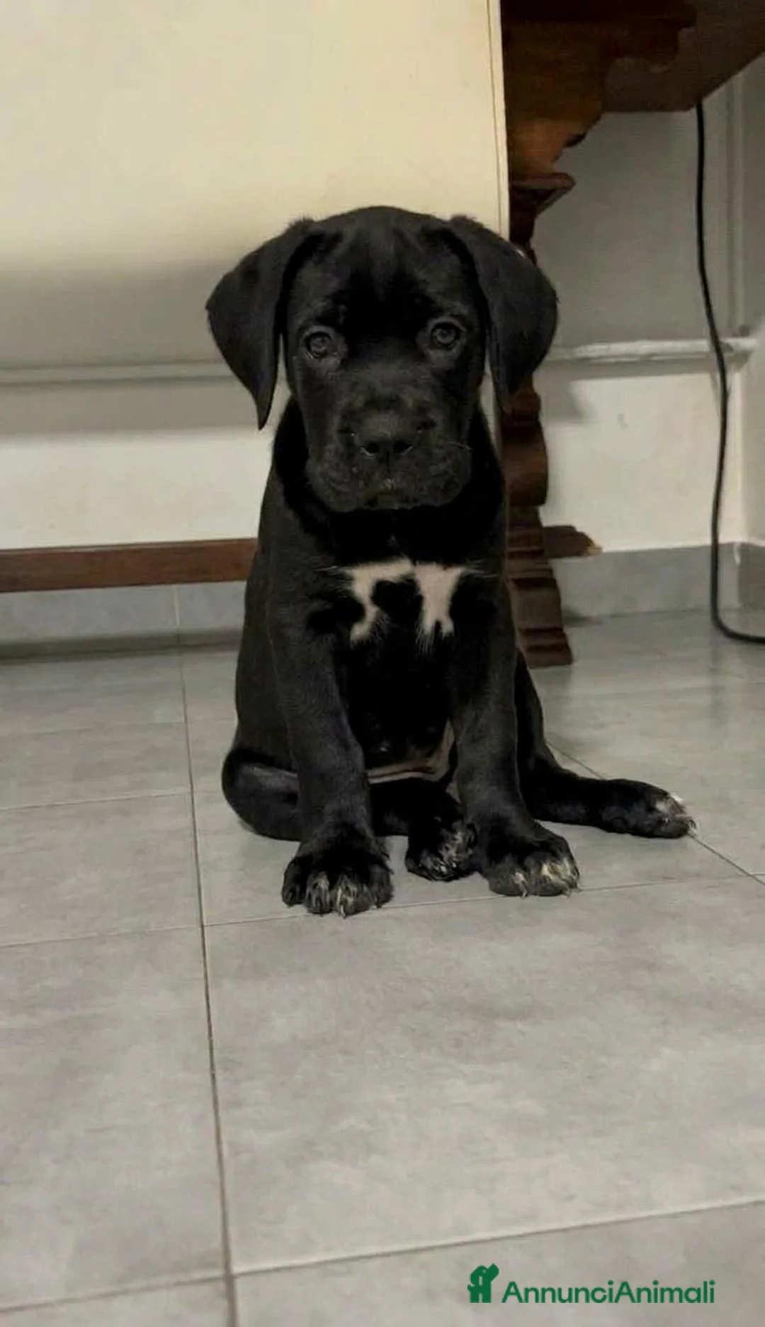 Cane Corso cani in vendita: Cane Corso con Pedigree - Annuncio 2
