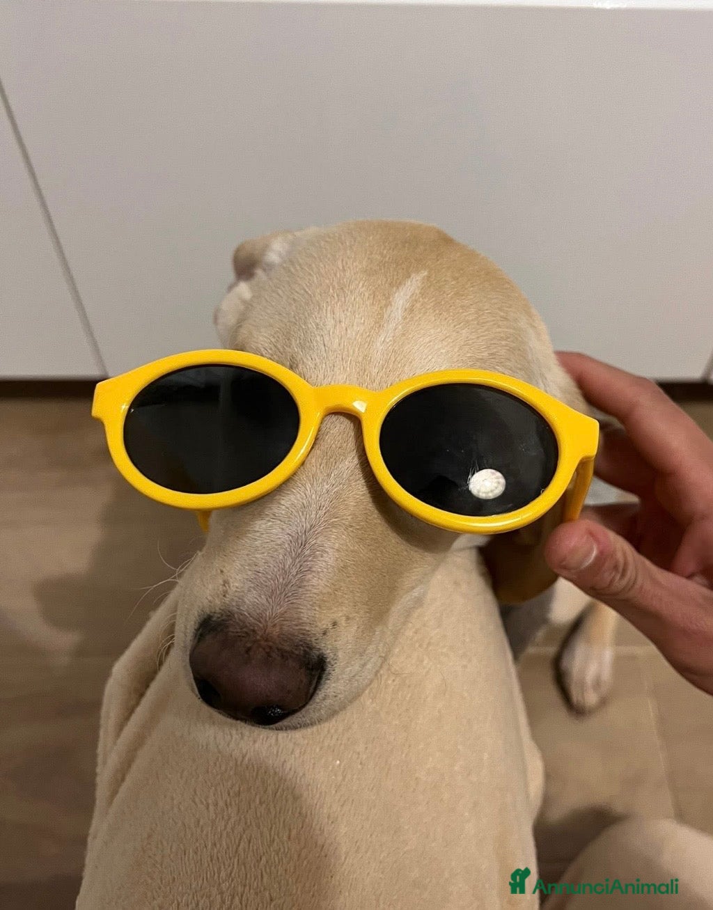 Meticcio cani in regalo: Milo  - Annuncio 4