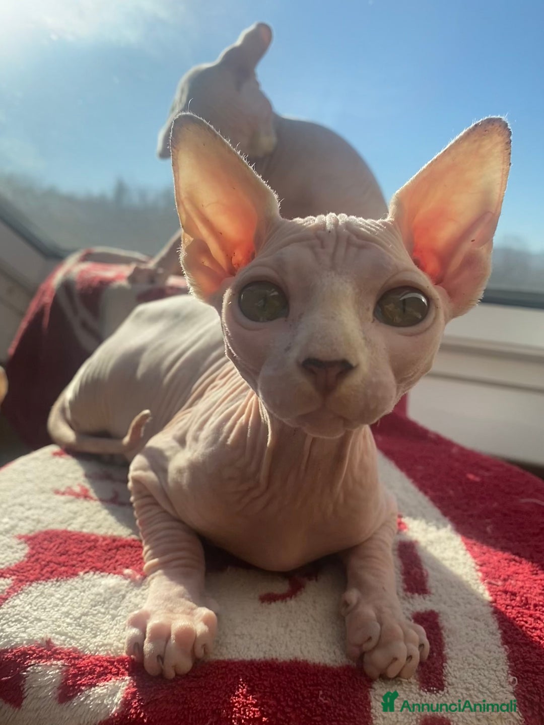 Sphynx gatti in vendita: Canadian Sphynx femmina - Annuncio 3