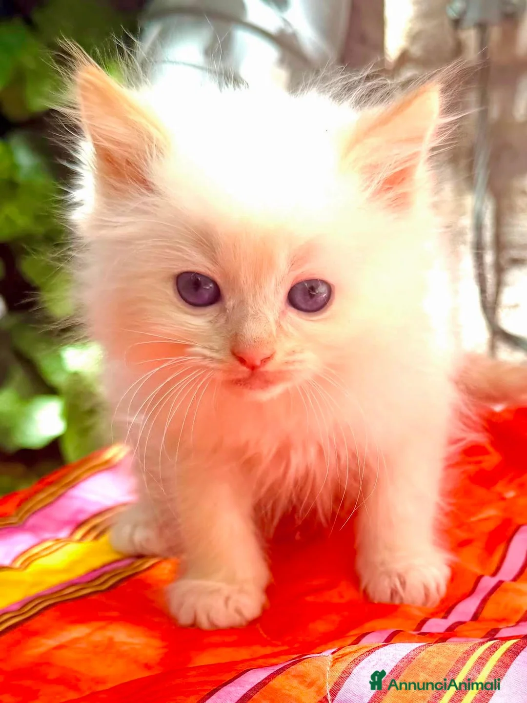 Ragdoll gatti in vendita: disponibili cuccioli ragdoll  - Annuncio 2