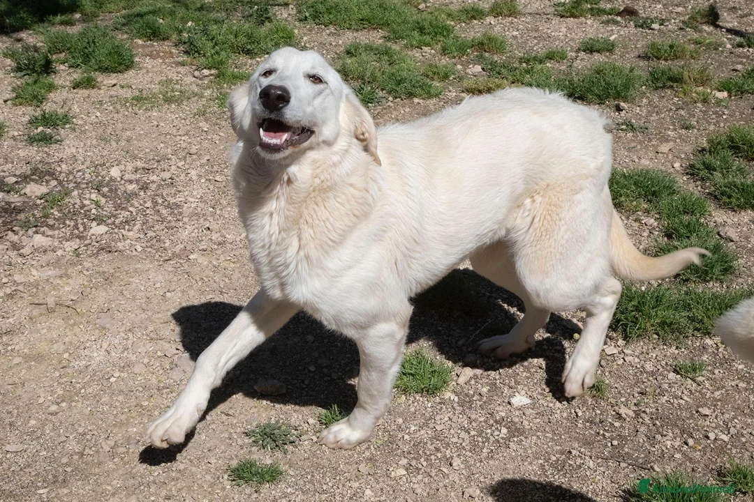 Meticcio cani in regalo: ADOTTAMI a Provincia di Cremona - Annuncio 1