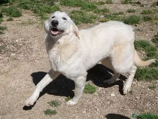 Meticcio cani ADOTTAMI a Provincia di Cremona - Annuncio 28