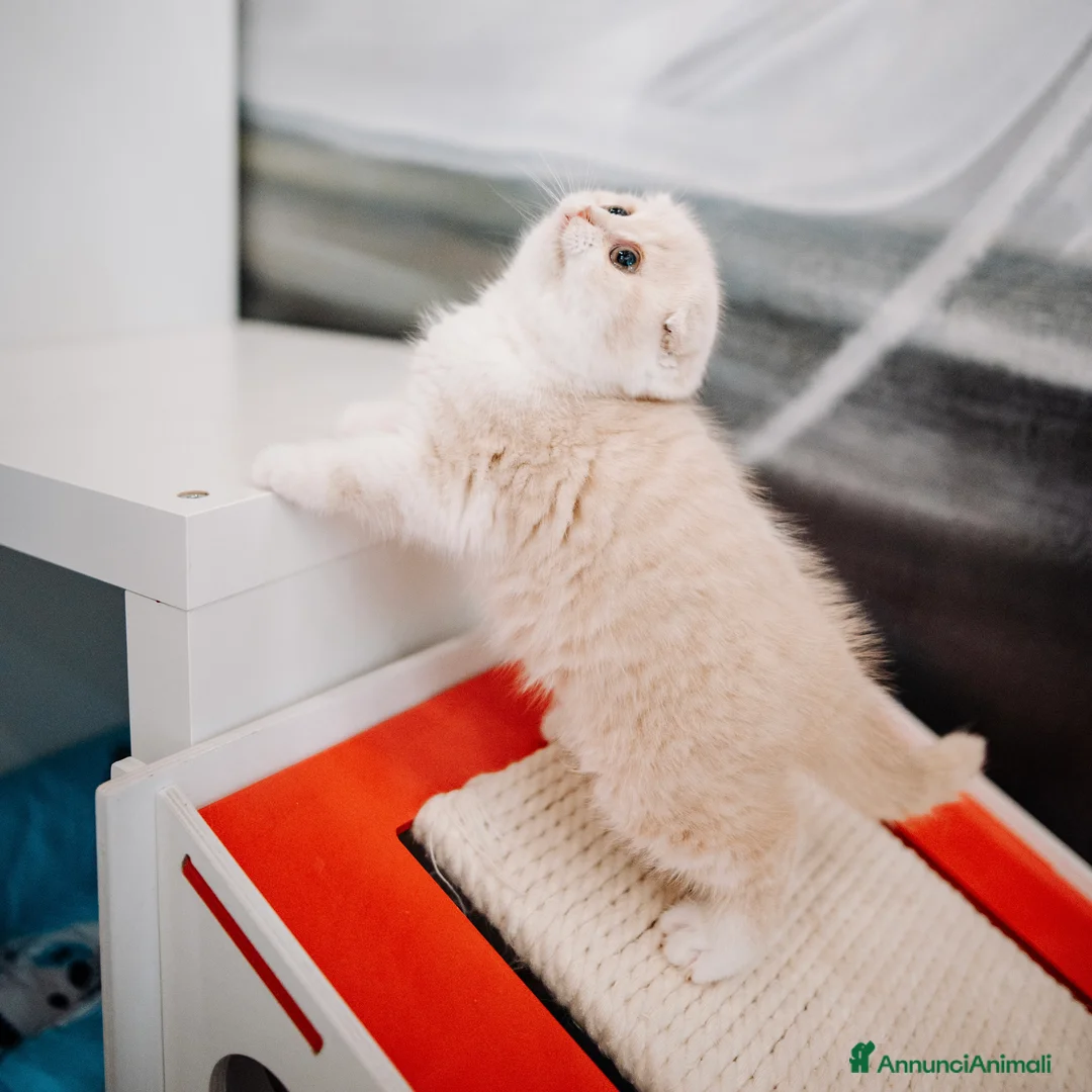 Immagine della galleria {{count}}