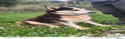 Meticcio cani in regalo: Simba, uno splendido simil Malamute - Annuncio 2