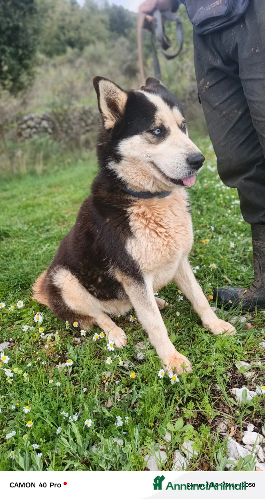 Meticcio cani in regalo: Simba, uno splendido simil Malamute - Annuncio 2