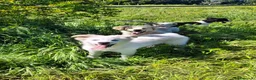 Meticcio cani in regalo: GAIA 🩷 sembra sorridere davvero. a Provincia di Pisa - Annuncio 4