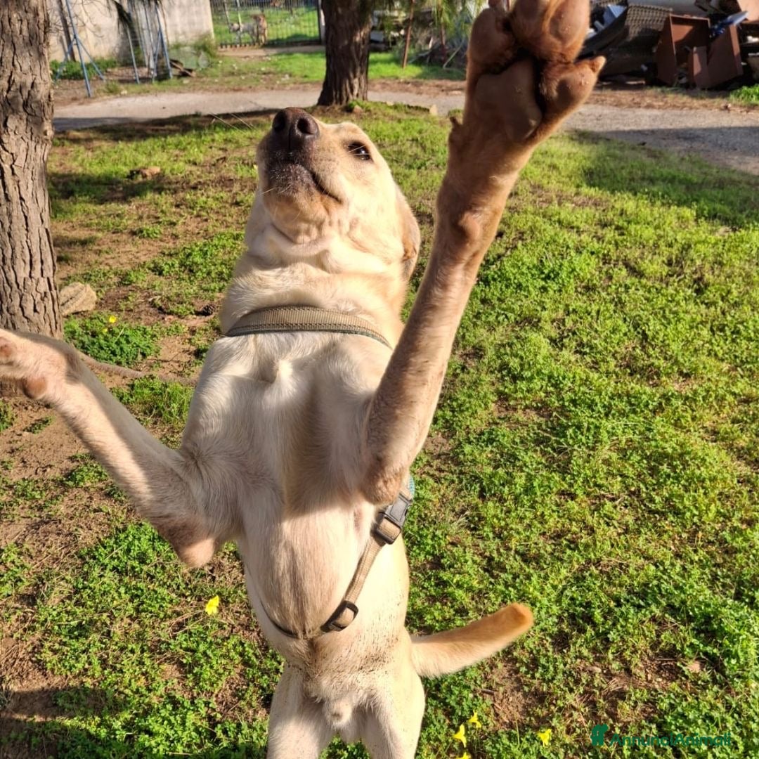 Meticcio cani OLLY 💙-cucciolo dolce, non lasciarlo in un box - Annuncio 2